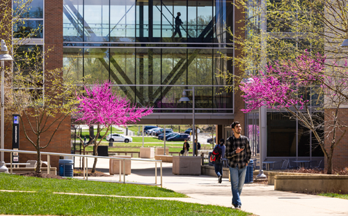 flowering trees on the Rockville Campus