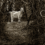 The Goat Path